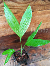 Load image into Gallery viewer, Chamaedorea tepejilote Palm Tree