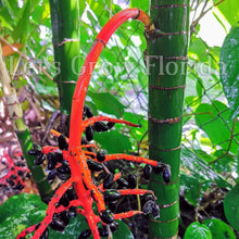 Load image into Gallery viewer, Chamaedorea tepejilote Palm Tree
