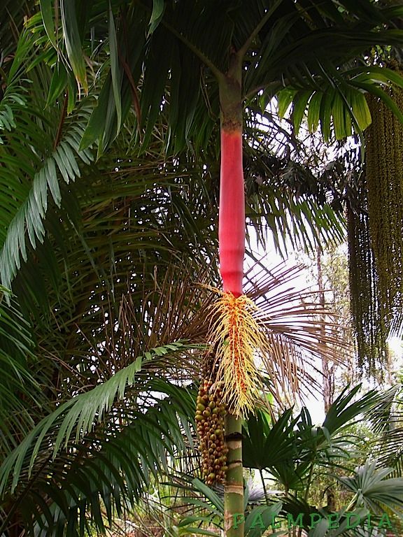 areca palm red Areca macrocalyx ‘Red’ Palm Tree