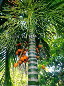 Areca catechu, Betel Nut Palm Tree