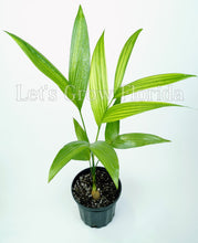 Load image into Gallery viewer, Areca catechu, Betel Nut Palm Tree