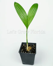 Load image into Gallery viewer, Areca catechu, Betel Nut Palm Tree