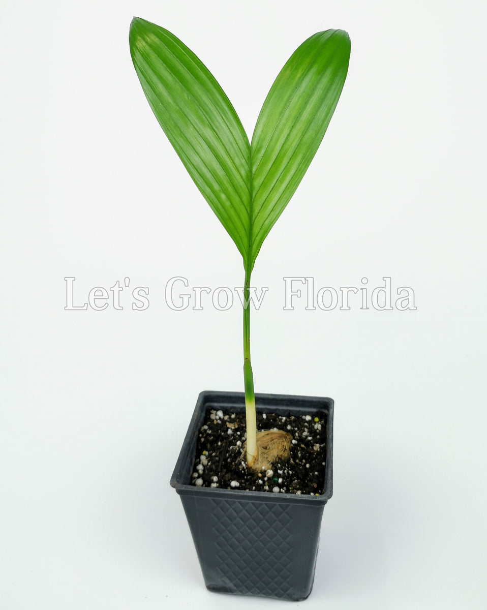 nut palm plant Areca catechu, Betel Nut Palm Tree – Let's Grow Florida
