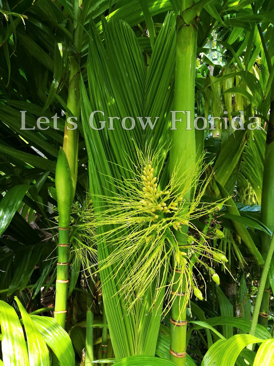 areca palm flower Areca triandra, Perfume Palm Tree – Let's Grow Florida