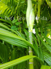 Load image into Gallery viewer, Areca triandra, Perfume Palm Tree