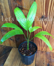 Load image into Gallery viewer, Areca triandra, Perfume Palm Tree