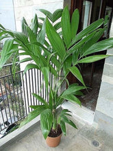 Load image into Gallery viewer, Areca triandra, Perfume Palm Tree