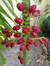 Load image into Gallery viewer, Areca triandra, Perfume Palm Tree