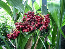 Load image into Gallery viewer, Areca triandra, Perfume Palm Tree