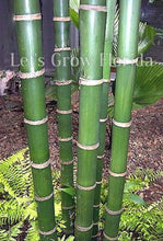 Load image into Gallery viewer, Areca triandra, Perfume Palm Tree