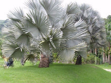 Load image into Gallery viewer, Bismark Nobilis Palm Tree