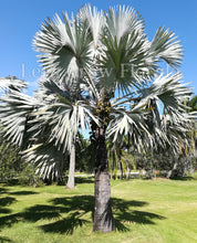 Load image into Gallery viewer, Bismark Nobilis Palm Tree