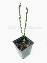 Load image into Gallery viewer, Bismark Nobilis Palm Tree
