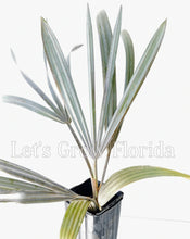 Load image into Gallery viewer, Bismark Nobilis Palm Tree