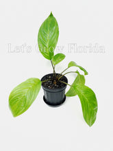 Load image into Gallery viewer, Bat Flower Plant, Black Tacca chantrieri Ornamental
