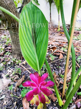 Load image into Gallery viewer, Black Turmeric Organic Plant, Curcuma caesia Edible