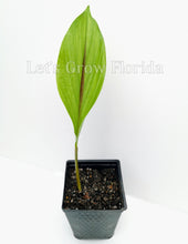 Load image into Gallery viewer, Black Turmeric Organic Plant, Curcuma caesia Edible