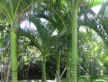 Charger l'image dans la galerie, Carpoxylon macrospermum Palmier
