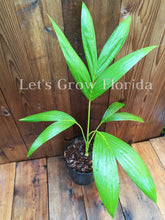 Charger l'image dans la galerie, Carpoxylon macrospermum Palmier