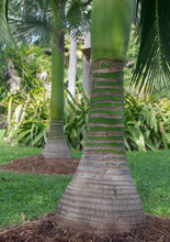 Charger l'image dans la galerie, Carpoxylon macrospermum Palmier