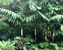 Load image into Gallery viewer, Chamaedorea tepejilote Palm Tree