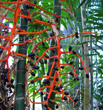 Load image into Gallery viewer, Chamaedorea tepejilote Palm Tree