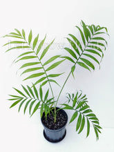 Load image into Gallery viewer, Chamaedorea elegans Palm Tree