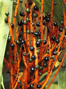 Chamaedorea elegans Palm Tree