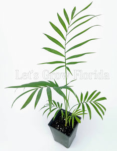 Chamaedorea elegans Palm Tree
