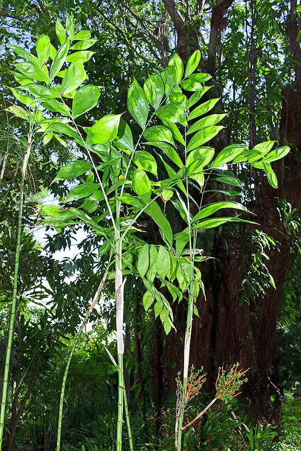 webs on palm plant Chamaedorea oblongata Palm Tree – Let's Grow Florida