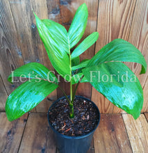 Load image into Gallery viewer, Chambeyronia macrocarpa, Flame Thrower Palm Tree