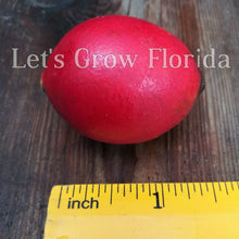 Load image into Gallery viewer, Chambeyronia macrocarpa, Flame Thrower Palm Tree