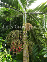 Load image into Gallery viewer, Chambeyronia macrocarpa, Flame Thrower Palm Tree