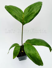 Load image into Gallery viewer, Chambeyronia macrocarpa, Flame Thrower Palm Tree