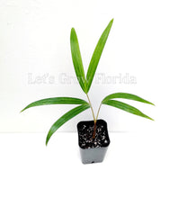 Load image into Gallery viewer, Chrysalidocarpus / Dypsis lanceolata Palm Tree