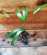 Load image into Gallery viewer, Chrysalidocarpus / Dypsis lanceolata Palm Tree