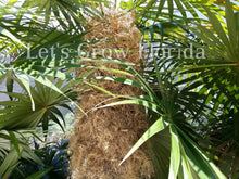Load image into Gallery viewer, Coccothrinax Crinita ‘Old Man’ Palm Tree