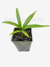 Cargar imagen en el visor de la galería, Cyrtostachys renda, palmera 'lacre rojo' / 'lápiz labial'