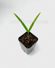 Cargar imagen en el visor de la galería, Cyrtostachys renda, palmera 'lacre rojo' / 'lápiz labial'