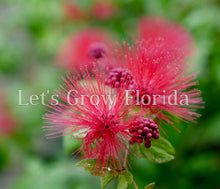 Load image into Gallery viewer, Powder Puff, Dwarf Red, Calliandra haematocephala x surinamensis, Nana Tropical Flowering Tree Plant
