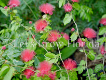 Load image into Gallery viewer, Powder Puff, Dwarf Red, Calliandra haematocephala x surinamensis, Nana Tropical Flowering Tree Plant