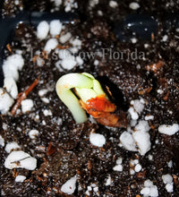 Load image into Gallery viewer, Dwarf Poinciana, Pink, Peacock Flower Tree, Seedlings & Seed Caesalpinia pulcherrima Tropical Plant Ornamental