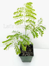 Load image into Gallery viewer, Dwarf Poinciana, Pink, Peacock Flower Tree, Seedlings & Seed Caesalpinia pulcherrima Tropical Plant Ornamental