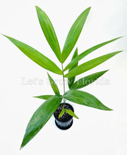 Load image into Gallery viewer, Euterpe oleracea "Acai Super Berry” Palm Tree