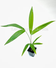 Load image into Gallery viewer, Euterpe oleracea "Acai Super Berry” Palm Tree