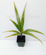 Cargar imagen en el visor de la galería, Hyophorbe lagenicaulis Botella Palmera Tropical