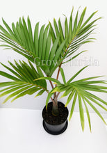 Cargar imagen en el visor de la galería, Hyophorbe lagenicaulis Botella Palmera Tropical