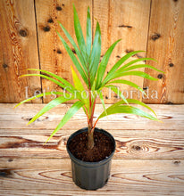 Cargar imagen en el visor de la galería, Hyophorbe lagenicaulis Botella Palmera Tropical