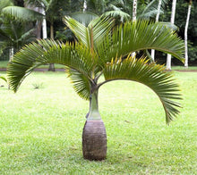 Load image into Gallery viewer, Hyophorbe lagenicaulis Bottle Palm Tree Tropical