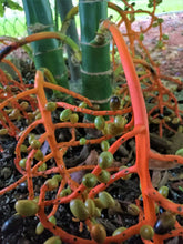 Load image into Gallery viewer, Chamaedorea tepejilote Palm Tree